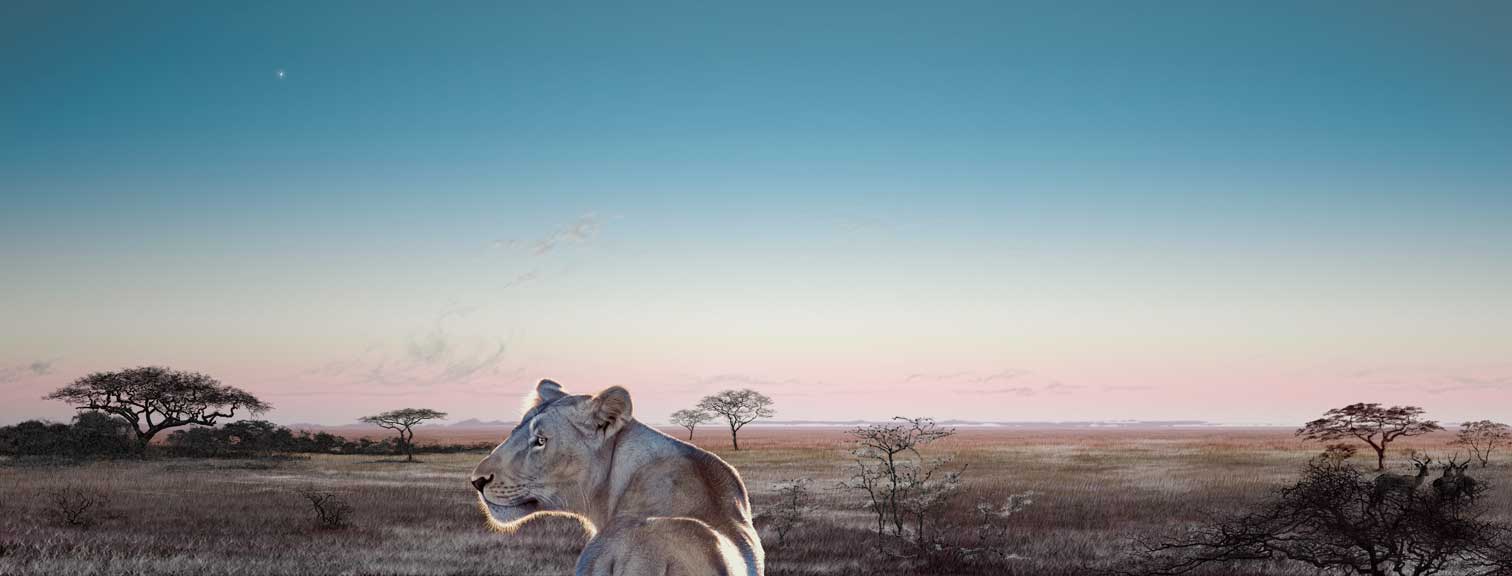 female lion in an african landscape